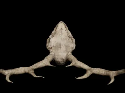 Deer Skull Low Poly 3D Model with Imperfections Free low-poly 3D model