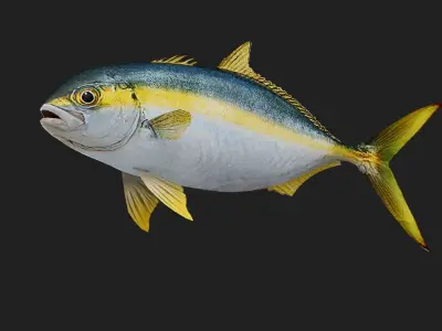 Trevally Low-poly 3D model
