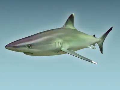 Silver Reef Shark 3D model