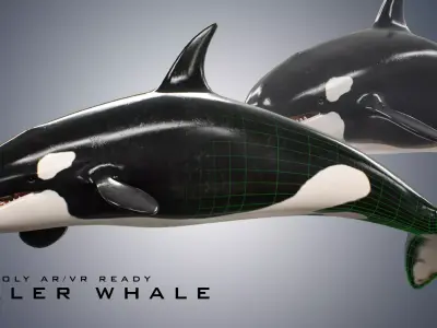 Killer Whale  Low-poly 3D model