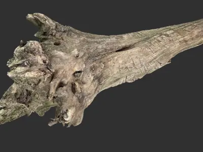 Withered tree trunk 3d scan 3D model