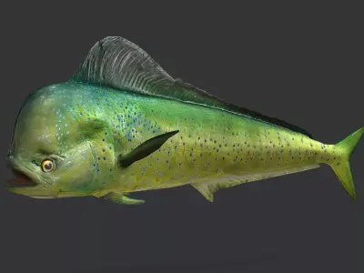 Realistic Mahi Mahi Animated 3D model