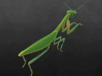 Praying Mantis 3D model