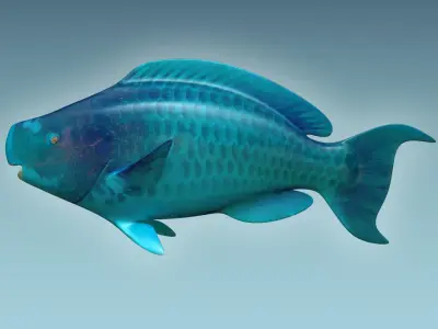 Parrotfish parrot fish 3D model