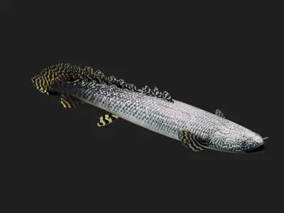 Bichir Low-poly 3D model