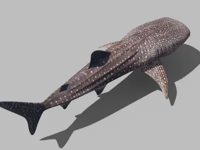 Real Whale Shark 8K - 3d animated 3D model