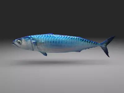 Mackerel fish  little tuna 3d model Low-poly 3D model