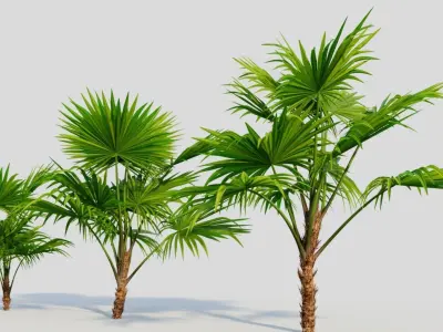 Chuniophoenix hainanensis a 3D model