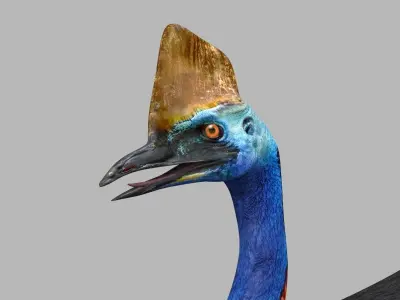 Most Real Cassowary 8K - 3d animated model 3D model
