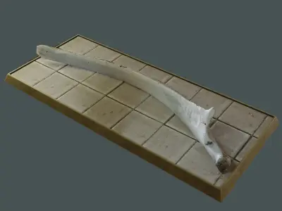 Whale mandible and PBR materials Free low-poly 3D model
