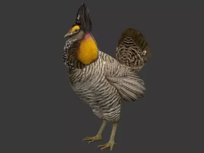 Tympanuchus cupido Low-poly 3D model