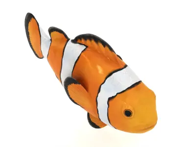  Clown Fish 3D model