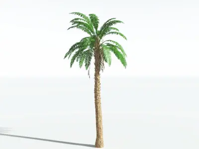 EVERYPlant African Oil Palm 3 --16 Models-- 3D model