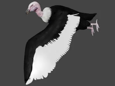 Vulture low poly fully rigged 3 Low-poly 3D model