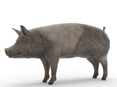 Oxford Pig Free 3D model