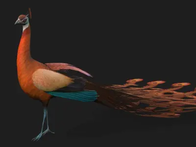 Peacock A4 3D model