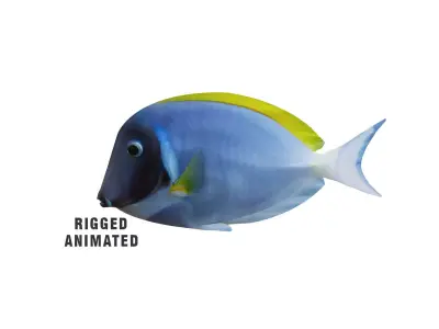 Low-Poly Acanthurus Leucosternon Animated Low-poly 3D model