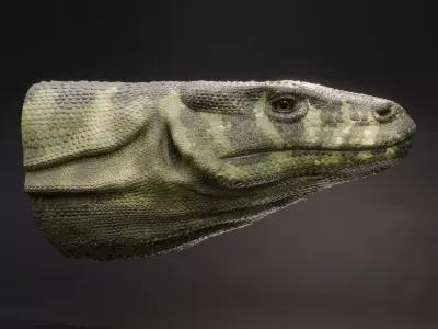 Komodo Dragon 3D model