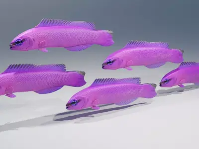 Orchid Dottyback Fish 3D model