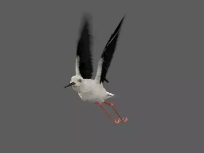 Realistic Stilt rigged bird with feather 3D model