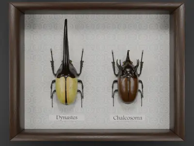 Dynastes hercules beetle and chalcosoma rhinoceros beetle 3D model
