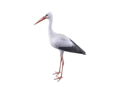 White Stork 3D model