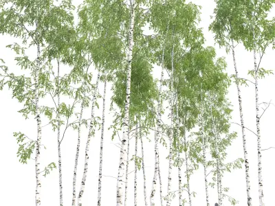 Birch forest part 10 3D model