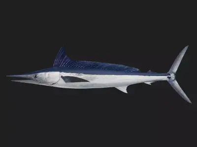 Spearfish Low-poly 3D model