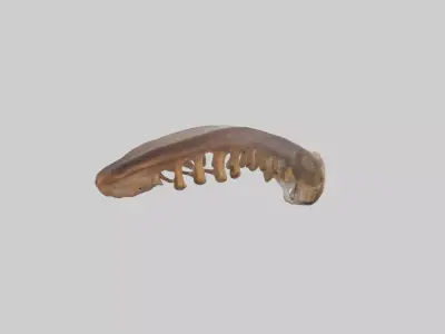 Squirrel Rib 3D model