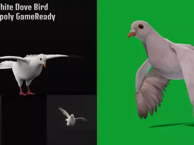 White Winged Dove Bird Free 3D model