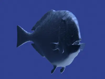 Dapedium puffer fish 3D model