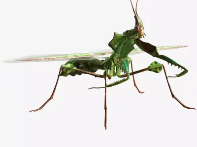 Giant Devils Flower Mantis Low-poly 3D model