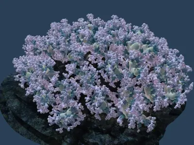 Coral flowers on rock 3D model