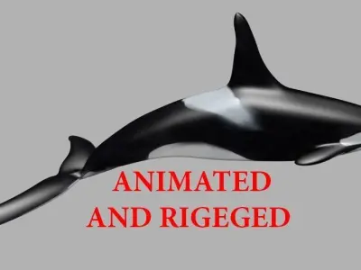 Killer Whale Animate and Rigged Low-poly 3D model