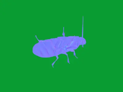 Madagascar Hissing Cockroach Low-poly 3D model