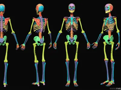 Human Anatomy Kit Commercial License Low-poly 3D model