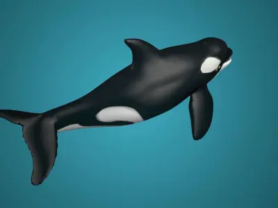 Killer whales Killer ocean  toothed  whales marine animals 3D model