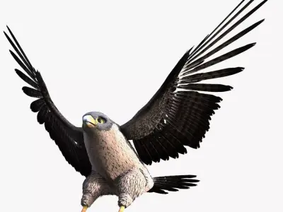 Rigged Peregrine Falcon 3D model