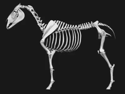 Horse skeleton 3D model