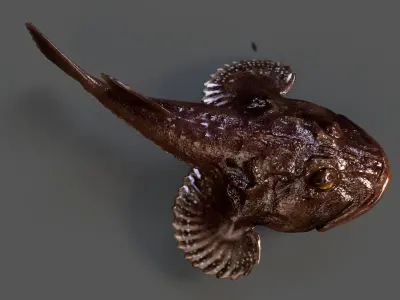 European angler Animated 3D model