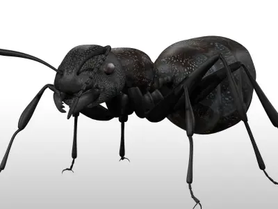 Black Ant  Low-poly 3D model