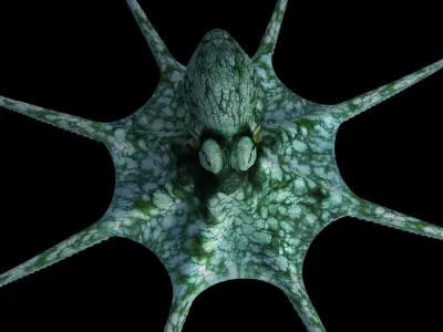 Octopus Caribbean Reef 3D model