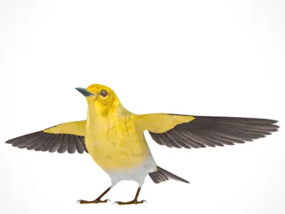 3D Bird Pack Pine Warbler Male and Female Low-poly 3D model Low-poly 3D model