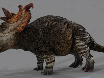 Pachyrhinosaurus dinosaur Low-poly 3D model