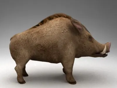 Wild boar 3D model get