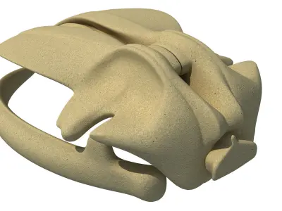 Detailed Whale Skull 3D model