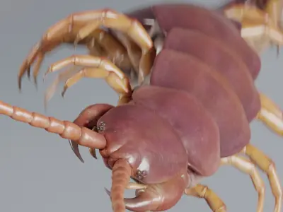 Scolopendra gigantea rigged and animated for Cinema 4d Low-poly 3D model