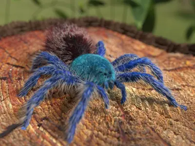 Tarantula Chromatopelma Low-poly 3D model