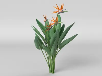 Bird of Paradise 3D model