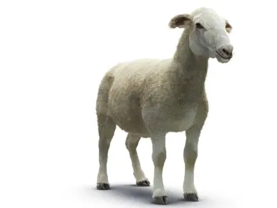 Sheep with Small Hair 3D model